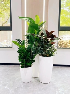 想租植物？宁波江北这家服务好的超乎想象！